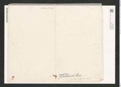 Nitzschia amphibia var. acutiuscula Grun. (de-Toni-Nr.: Genus 47, Species 2132) Zeichnungen Sammlung Grunow (NHMW-BOT-W0372294)